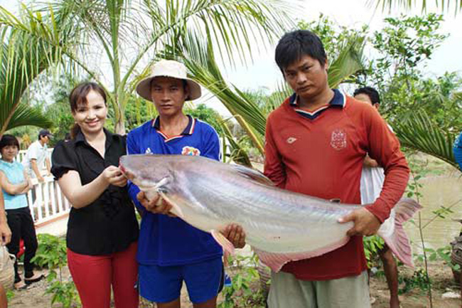 Con cá tra nuôi lớn nhất tại Việt Nam có chiều dài 138cm, chu vi vòng bụng 74cm, nặng 34kg.